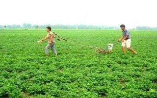 提高花生產(chǎn)量的方法，需輪作換茬、巧施肥料等
