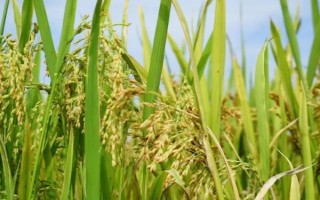東北平原的農(nóng)作物以什么為主，主要包括小麥、水稻、甜菜、大豆等品種
