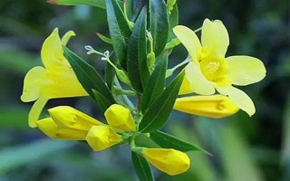 金鉤吻的花期在幾月，花期在9-10月份