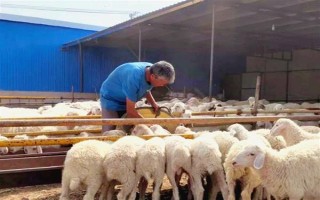 育肥羊的飼料配方，原料有玉米粉、草粉、玉米粒等