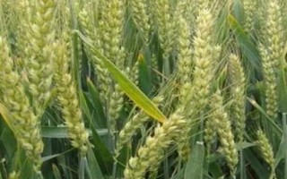 聯(lián)邦2號小麥種簡介，每畝適宜基本苗18～22萬