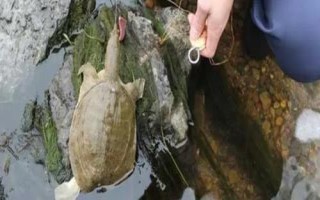 釣甲魚用什么餌料，葷餌較好
