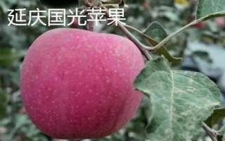 北京市延慶縣的特產(chǎn)，包括延慶杏、延慶國光蘋果、燕山板栗等種類