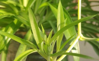 春天吊蘭多少度可發(fā)芽，室內(nèi)的溫度達(dá)到12℃以上即可