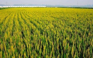 望兩優(yōu)851水稻種子特征特性，每畝有效穗數(shù)15.4萬穗