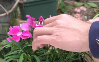 怎么修剪石竹花，剛種下就要立刻進(jìn)行修剪