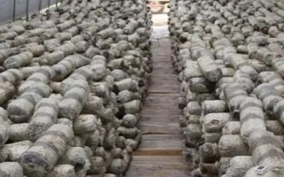 金針菇的種植方法，菌袋適合放置在20-25℃培育室內