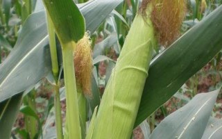 中農(nóng)大633玉米種子特點(diǎn)，6月上旬至中旬播種