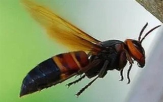 中國(guó)大虎頭蜂的養(yǎng)殖技術(shù)，重要的工具是蜂箱和防蜂服