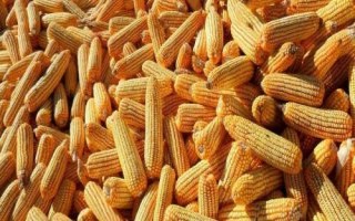 恩試118玉米種子特征特性，二高山地區(qū)4月中旬播種