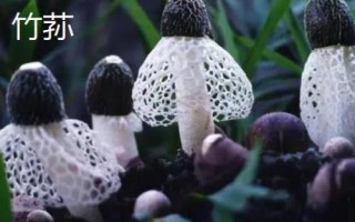 南方適合種植哪些菇類，竹蓀、黑木耳、草菇等