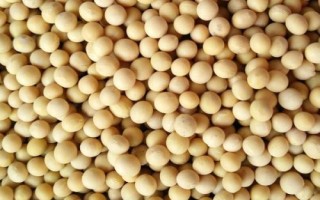 新疆阿勒泰地區(qū)的特產(chǎn)，喀納斯蜜瓜被譽(yù)為“阿山一絕”