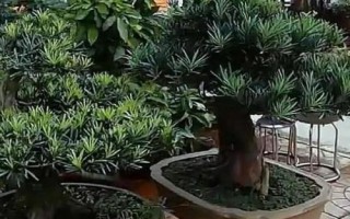 怎么養(yǎng)殖羅漢松，生長期每隔1-2個(gè)月追施一次肥料