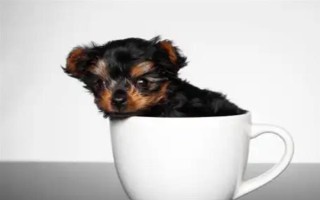 茶杯犬的由來，是基因突變產生的