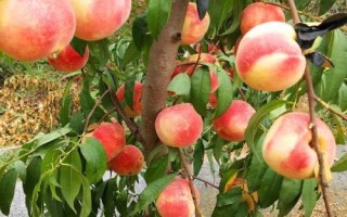冰糖蜜桃苗的價(jià)格，在2-6元一株左右