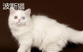梁老財(cái)是什么貓，是一只加菲貓