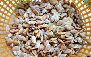 海瓜子怎么養(yǎng)殖，排干水塘再將種苗均勻撒在塘面上