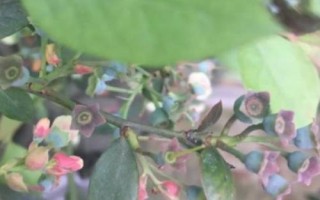 藍(lán)莓花葉病如何防治，該病不是每年都會(huì)發(fā)生