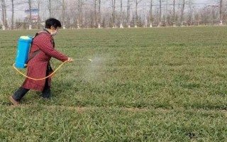 冬小麥常用哪些除草劑，分為防治闊葉草、禾本科草等類型