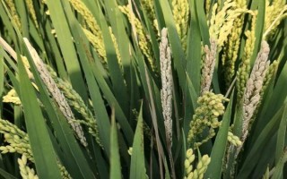 新兩優(yōu)6380水稻種子特征特性，一般5月上旬播種