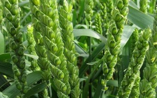 黔麥19號小麥種子簡介，播種行距0.30～033厘米