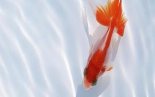 金魚(yú)頭瘤破的原因，一般是魚(yú)群互斗導(dǎo)致的