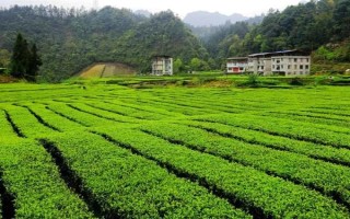 怎么防治茶輪斑病，茶園應避免捋采或強采