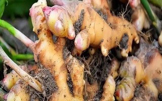 生姜的病蟲害防治方法，可增施鉀肥防治