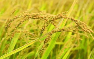 吉粳807水稻品種簡介，4月中上旬催芽播種