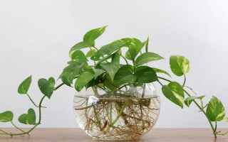 水養(yǎng)綠蘿加哪些肥料，加2-3滴營(yíng)養(yǎng)液即可