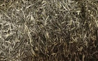 古丈毛尖的產(chǎn)地，產(chǎn)自湖南省武陵區(qū)古丈縣