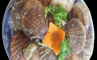 海灣扇貝的產(chǎn)地，原產(chǎn)于美國東海岸