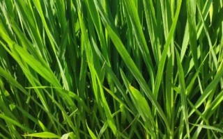 嘉禾優(yōu)7號(hào)水稻種子簡(jiǎn)介，粳型雜交水稻品種