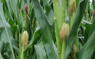 榮育868玉米種簡介，4月下旬至5月上旬播種