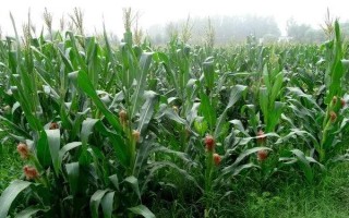 新玉105號玉米品種簡介，畝密度6000株