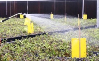 如何在家種植石斛，把枝條插入土中并澆水覆土
