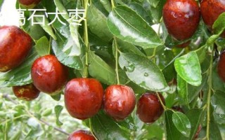 山東寧陽縣的特產(chǎn)，氣候四季分明