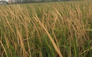水稻立枯病是什么病，發(fā)病率15%左右