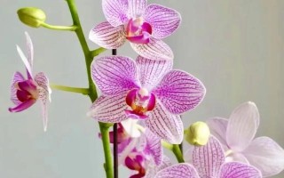 蝴蝶蘭的養(yǎng)殖方法，生長期對養(yǎng)分需求量較大
