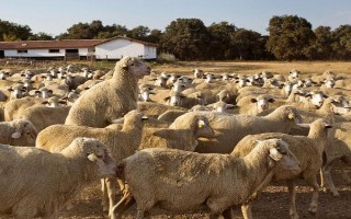 羊怎么配種，以自然交配、人工授精為主