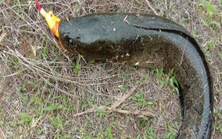 路亞黑魚適合用哪種調(diào)性的魚竿，H或XH硬度的雷強(qiáng)竿是適宜選擇