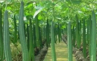 絲瓜的種植技術(shù)，要先對(duì)種子進(jìn)行浸泡催芽