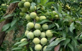 優(yōu)質(zhì)的李子品種，常見的有愛琴李、安哥諾、黑寶石李等