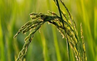 泰香優(yōu)潤(rùn)香水稻品種的特性，秧田畝播種量5千克