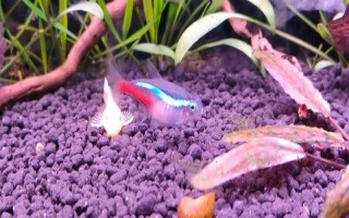 紅綠燈魚多大可以繁殖，養(yǎng)8-10個月便可繁殖