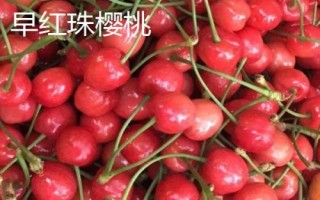 早紅珠櫻桃與福晨櫻桃品質(zhì)對比，早紅珠櫻桃一般更為優(yōu)質(zhì)