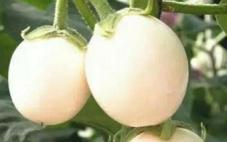 怎么種植蛋樹，浸種晾曬后再播種