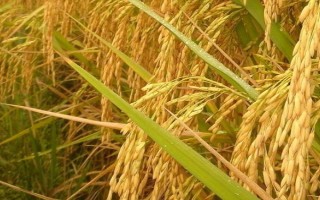 花香優(yōu)1618水稻種子特征特性，4月中下旬播種