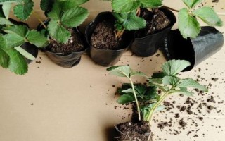 盆栽草莓苗怎么定植，將根系埋入土壤中再壓實(shí)澆水