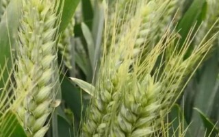 鑫麥296小麥種子特征特性，每畝基本苗15～18萬